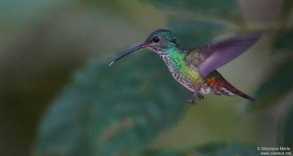 Colibri grivelé