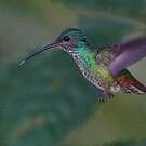 Colibri grivelé
