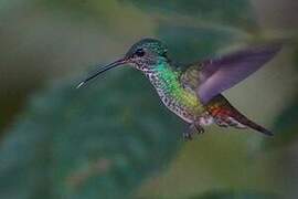 Many-spotted Hummingbird