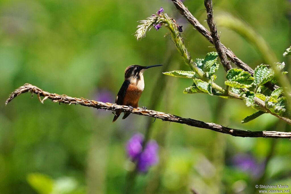 Colibri héliodore femelle adulte