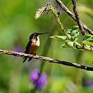 Colibri héliodore