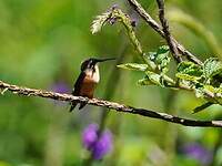 Colibri héliodore