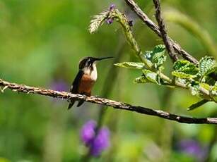 Colibri héliodore