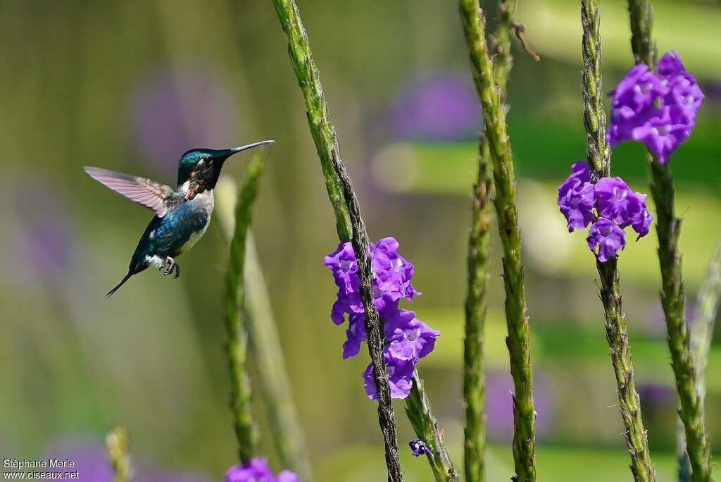 Gorgeted Woodstar male adult, identification