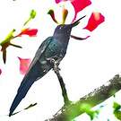 Colibri hirondelle