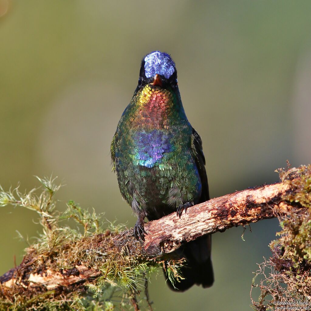 Fiery-throated Hummingbirdadult