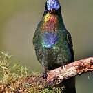 Colibri insigne