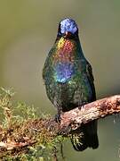 Fiery-throated Hummingbird