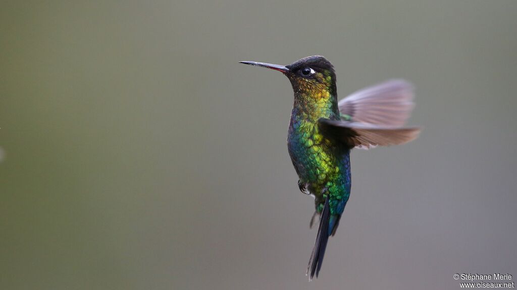 Fiery-throated Hummingbird