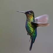 Fiery-throated Hummingbird