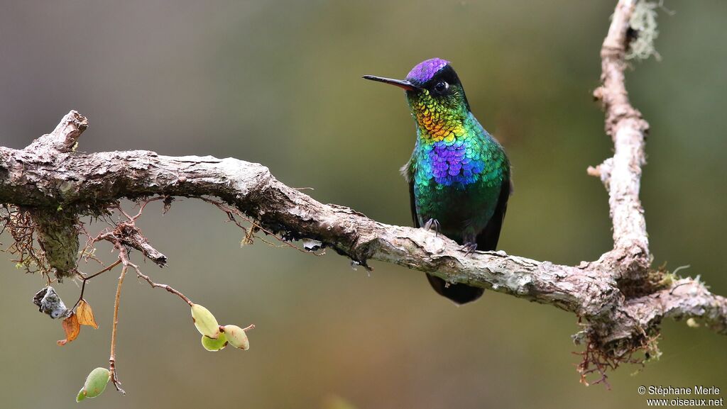 Fiery-throated Hummingbirdadult