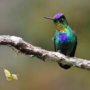 Fiery-throated Hummingbird