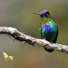 Colibri insigne