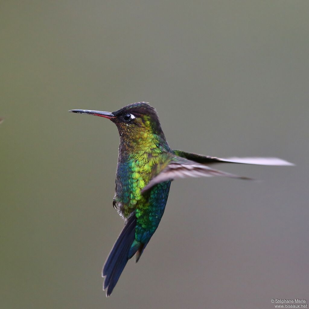 Fiery-throated Hummingbird