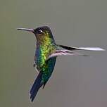 Colibri insigne