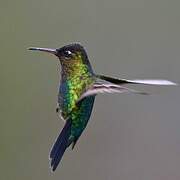 Fiery-throated Hummingbird