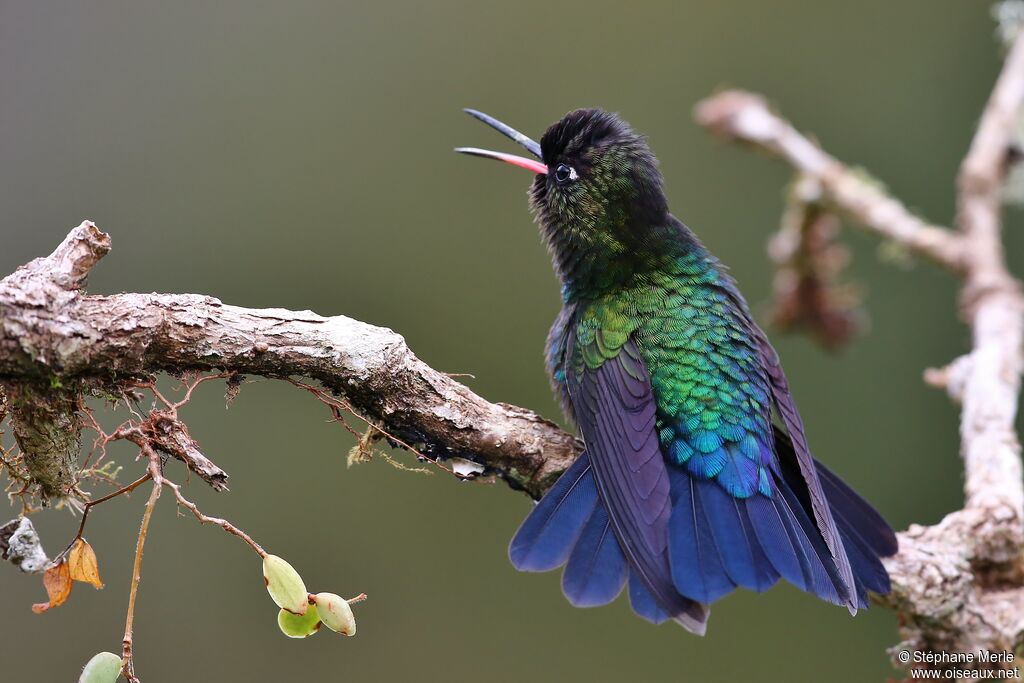 Fiery-throated Hummingbird