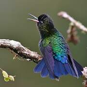 Fiery-throated Hummingbird