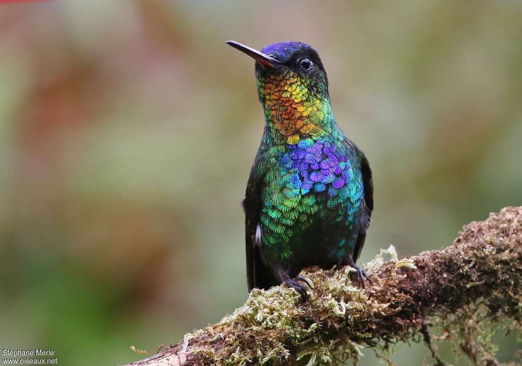 Fiery-throated Hummingbirdadult