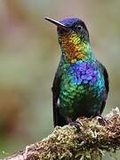 Fiery-throated Hummingbird