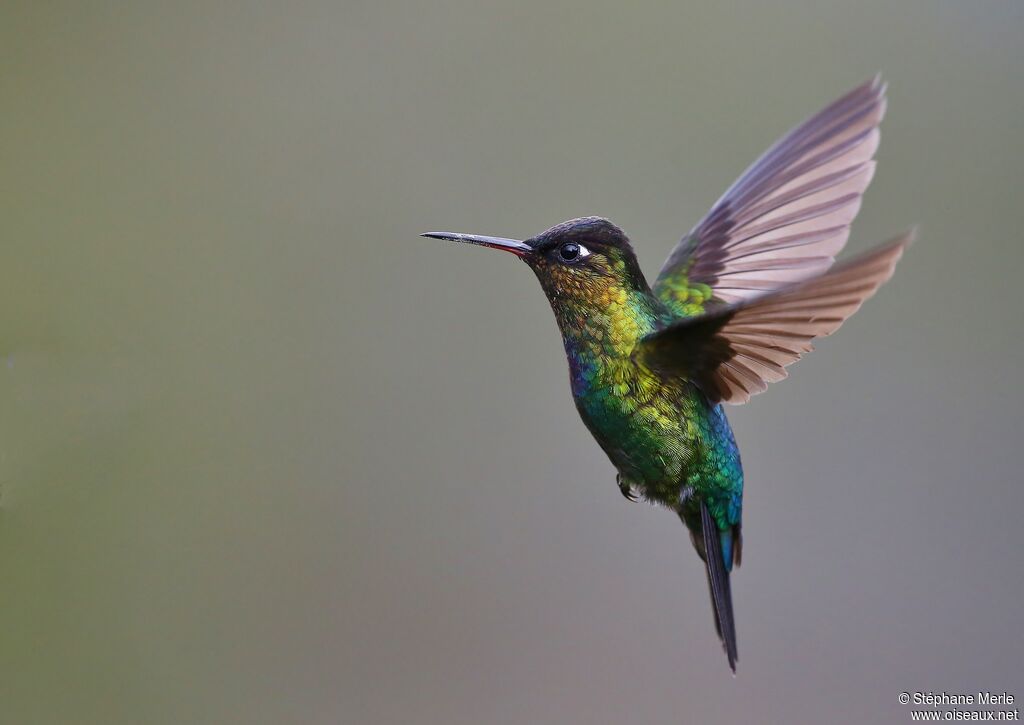 Fiery-throated Hummingbirdadult