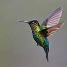 Colibri insigne