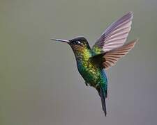 Fiery-throated Hummingbird