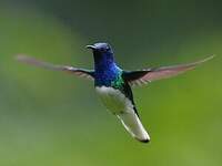 Colibri jacobin