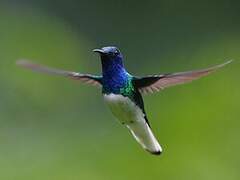 White-necked Jacobin