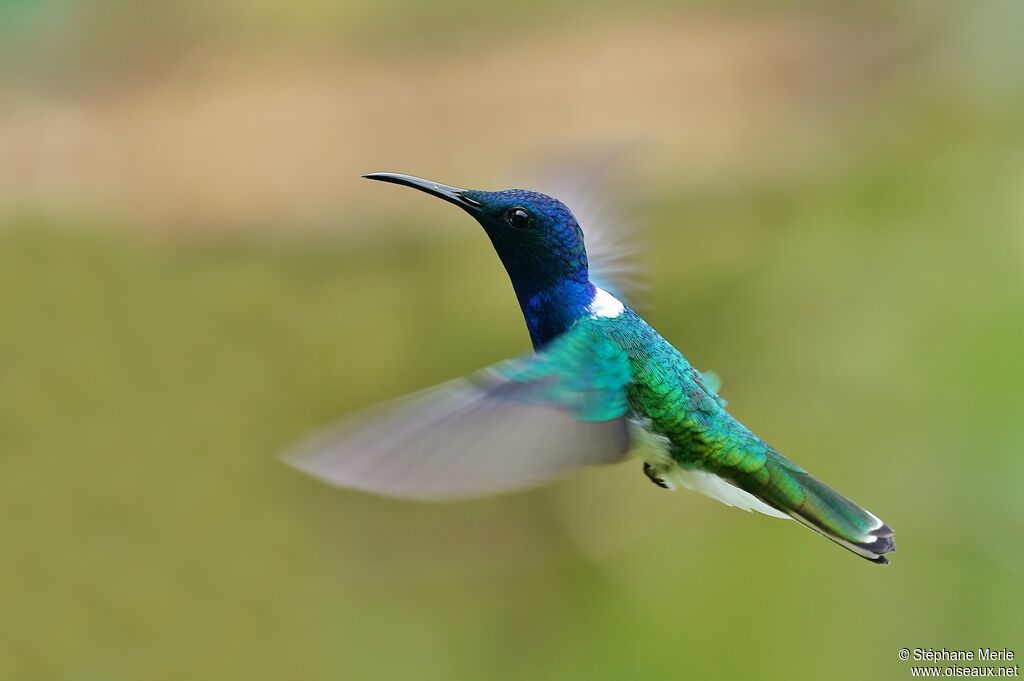 White-necked Jacobin male adult