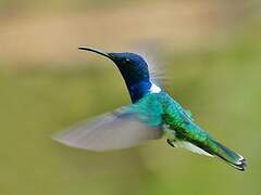 White-necked Jacobin