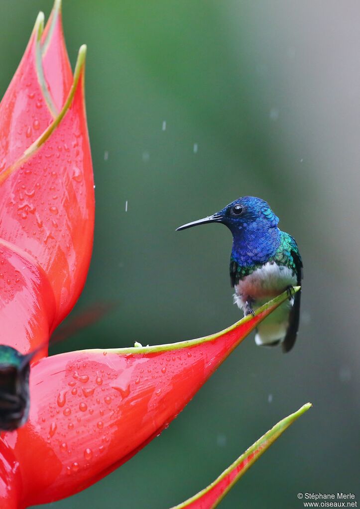 White-necked Jacobin male adult