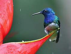 White-necked Jacobin