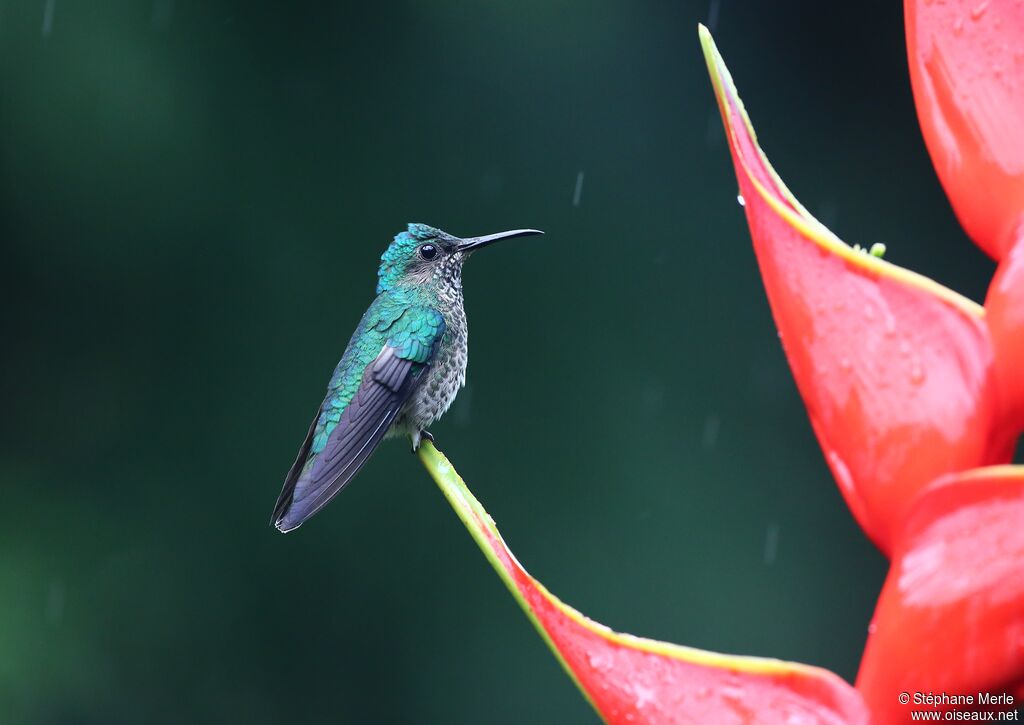 Colibri jacobin femelle adulte