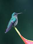 Colibri jacobin