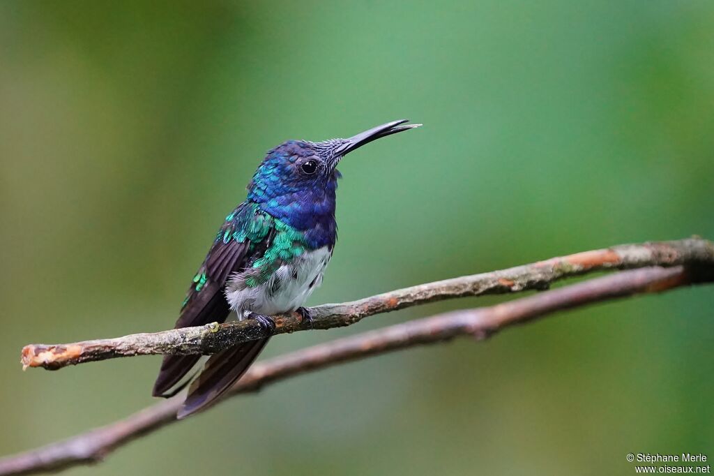 White-necked Jacobin male