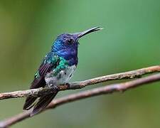 White-necked Jacobin