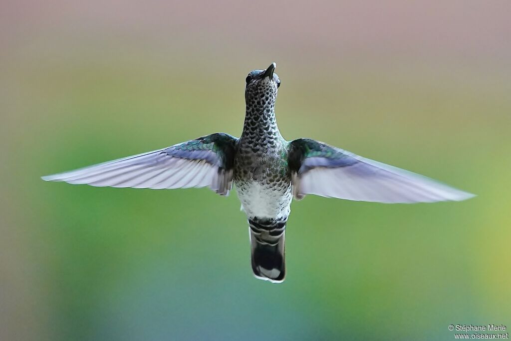 White-necked Jacobin female adult