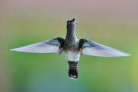 White-necked Jacobin