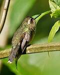 Colibri moucheté