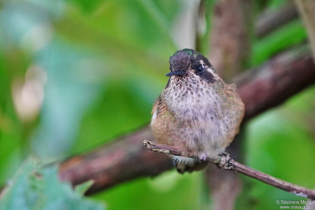 Colibri moucheté