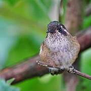 Speckled Hummingbird