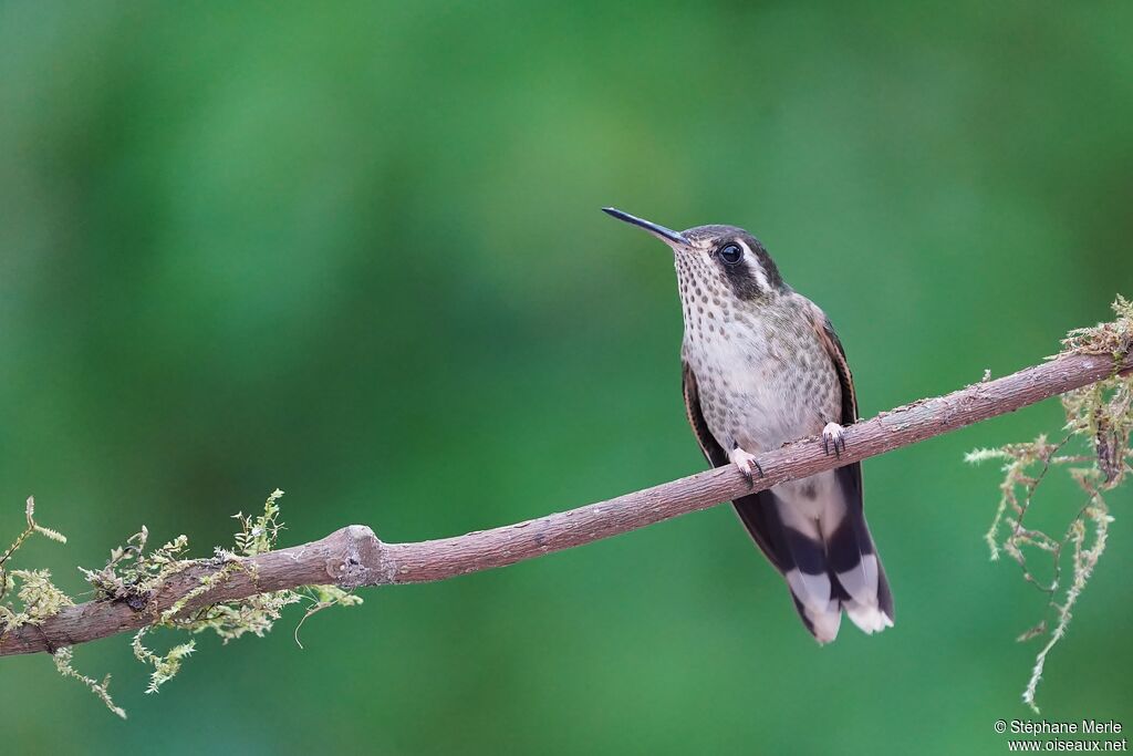 Colibri mouchetéadulte