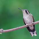 Colibri moucheté