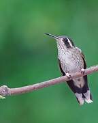 Speckled Hummingbird