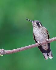 Colibri moucheté