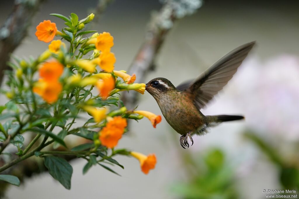 Speckled Hummingbird