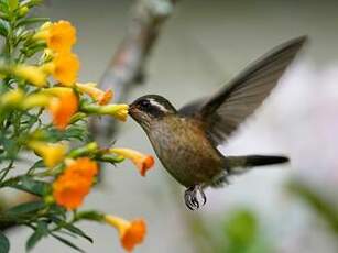 Colibri moucheté