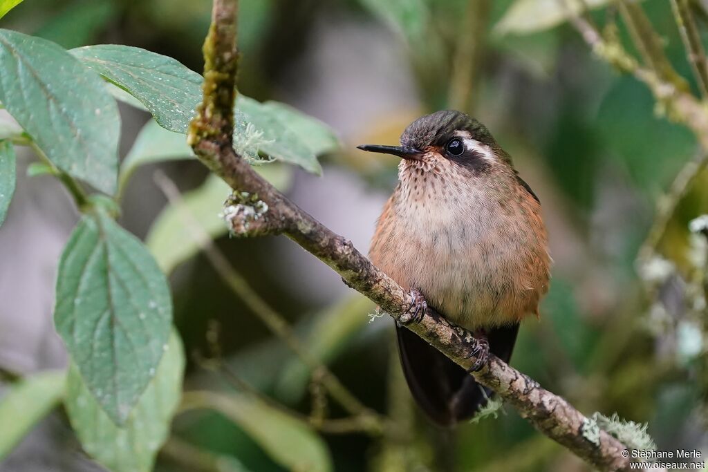 Speckled Hummingbirdadult