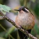 Colibri moucheté